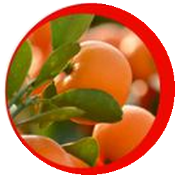 Citrus Aurantium