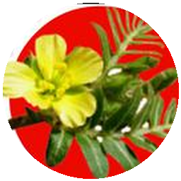 Tribulus Terrestris